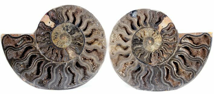 Split Black/Orange Ammonite Pair - Unusual Coloration #55613